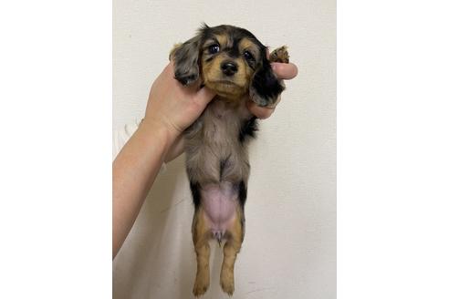 成約済の千葉県のミニチュアダックスフンド(ロングヘアード)-163037の5枚目