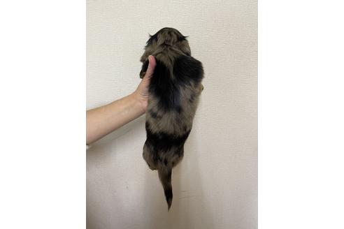 成約済の千葉県のミニチュアダックスフンド(ロングヘアード)-163037の4枚目