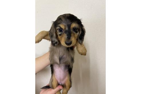 成約済の千葉県のミニチュアダックスフンド(ロングヘアード)-163037の3枚目