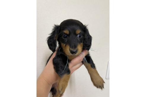 成約済の千葉県のミニチュアダックスフンド(ロングヘアード)-163039の1枚目