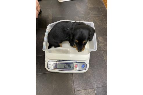 成約済の千葉県のミニチュアダックスフンド(ロングヘアード)-163039の4枚目