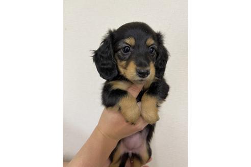 成約済の千葉県のミニチュアダックスフンド(ロングヘアード)-163038の1枚目