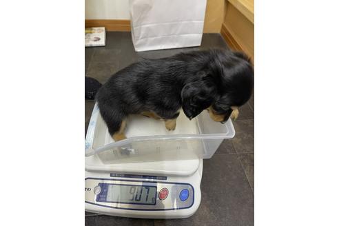 成約済の千葉県のミニチュアダックスフンド(ロングヘアード)-163038の4枚目