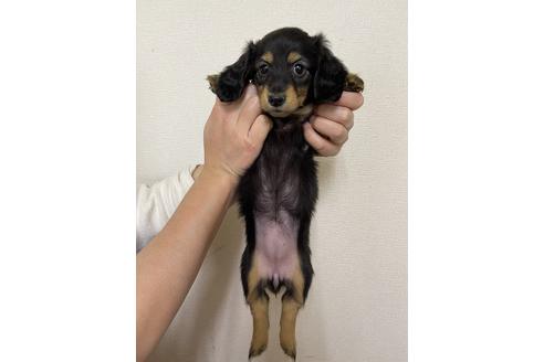 成約済の千葉県のミニチュアダックスフンド(ロングヘアード)-163038の3枚目