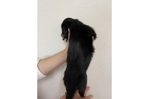 成約済の千葉県のミニチュアダックスフンド(ロングヘアード)-163038の2枚目