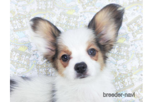 成約済の千葉県のパピヨン-157850の1枚目