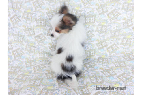 成約済の千葉県のパピヨン-157850の4枚目