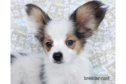 成約済の千葉県のパピヨン-157850の3枚目