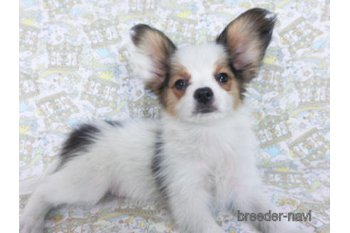 成約済の千葉県のパピヨン-157850の2枚目