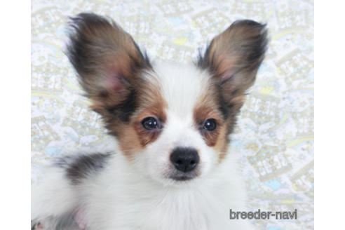 成約済の千葉県のパピヨン-157852の1枚目