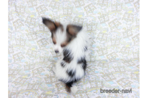 成約済の千葉県のパピヨン-157852の4枚目