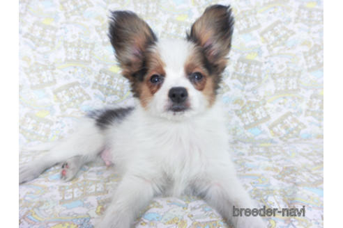 成約済の千葉県のパピヨン-157852の3枚目