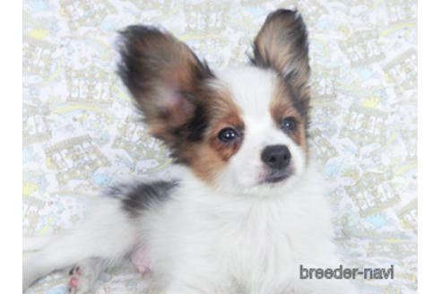 成約済の千葉県のパピヨン-157852の2枚目