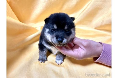 成約済の奈良県の豆柴-164214の1枚目