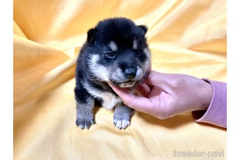 成約済の奈良県の豆柴-164214の6枚目