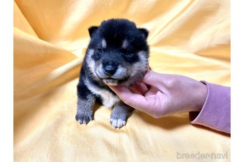 成約済の奈良県の豆柴-164214の5枚目