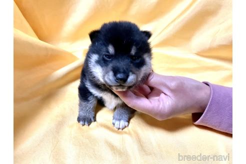 成約済の奈良県の豆柴-164214の4枚目