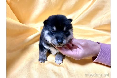 成約済の奈良県の豆柴-164214の3枚目