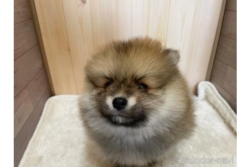 成約済の岡山県のポメラニアン-164295