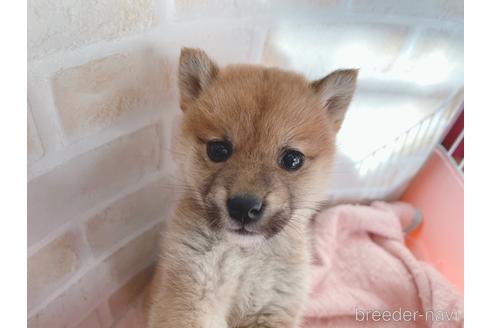 成約済の東京都の豆柴-164779の5枚目