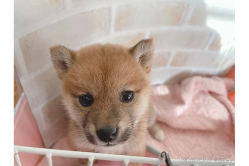 成約済の東京都の豆柴-164779の7枚目