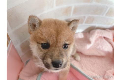 成約済の東京都の豆柴-164779の8枚目