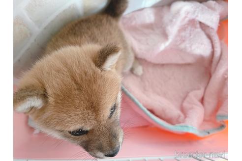 成約済の東京都の豆柴-164779の9枚目