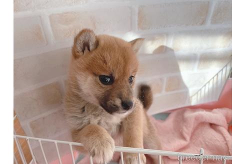 成約済の東京都の豆柴-164779の10枚目