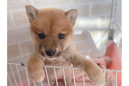 成約済の東京都の豆柴-164779の11枚目