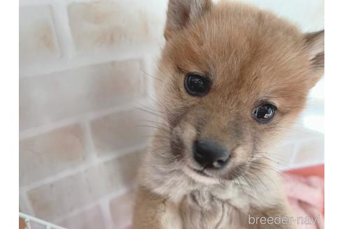 成約済の東京都の豆柴-164779の12枚目