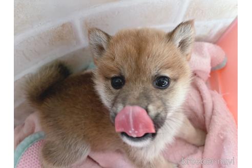 成約済の東京都の豆柴-164779