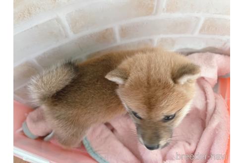 成約済の東京都の豆柴-164779の2枚目