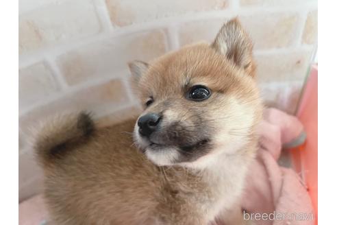 成約済の東京都の豆柴-164779の3枚目