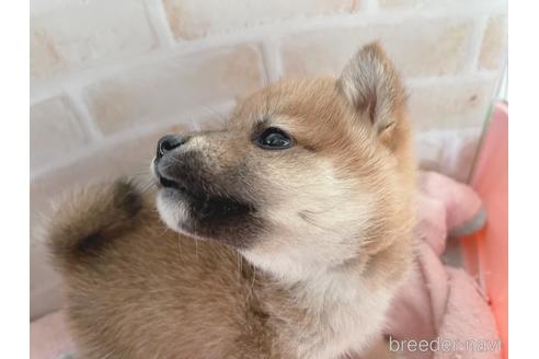 成約済の東京都の豆柴-164779の4枚目