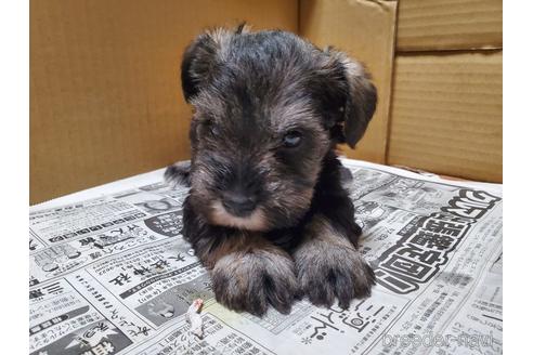 成約済の愛知県のミニチュアシュナウザー-164325の2枚目