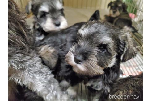 成約済の愛知県のミニチュアシュナウザー-164325の3枚目