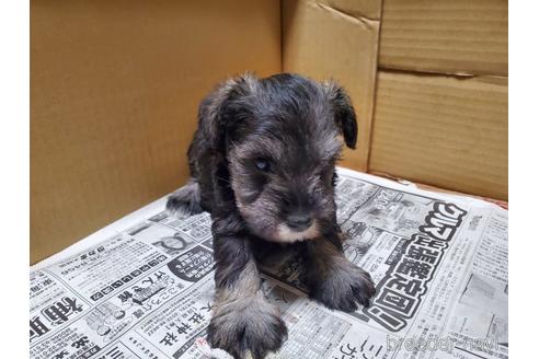 成約済の愛知県のミニチュアシュナウザー-164325