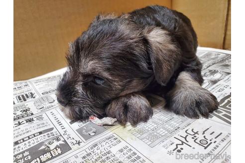 成約済の愛知県のミニチュアシュナウザー-164325の4枚目