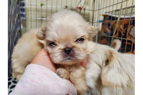 成約済の愛知県のペキニーズ-164341の1枚目