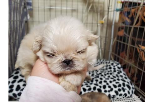 成約済の愛知県のペキニーズ-164341の2枚目