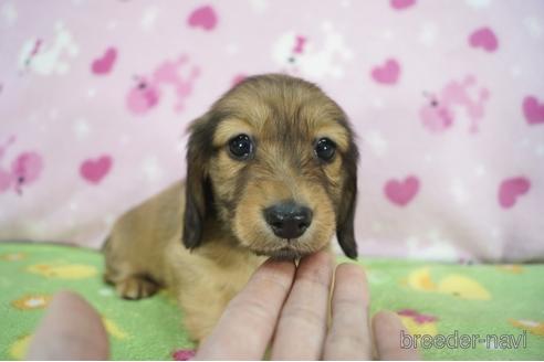 成約済の兵庫県のカニンヘンダックスフンド(ロングヘアード)-164351の1枚目