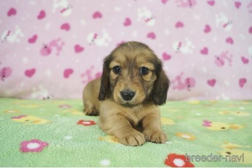 成約済の兵庫県のカニンヘンダックスフンド(ロングヘアード)-164351の2枚目