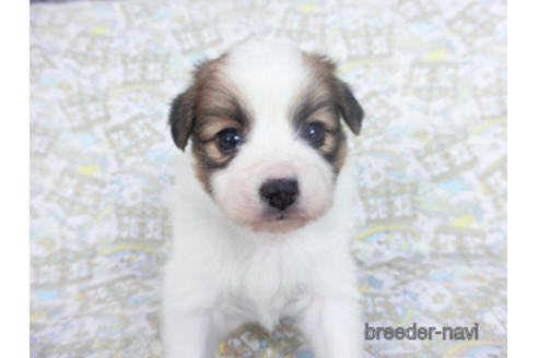 成約済の千葉県のパピヨン-164353の3枚目