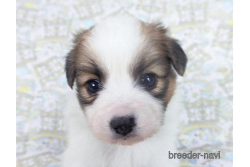 成約済の千葉県のパピヨン-164353の2枚目