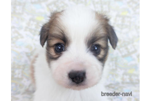 成約済の千葉県のパピヨン-164353の1枚目