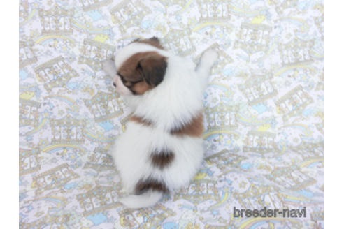 成約済の千葉県のパピヨン-164353の4枚目