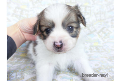 成約済の千葉県のパピヨン-164354の16枚目