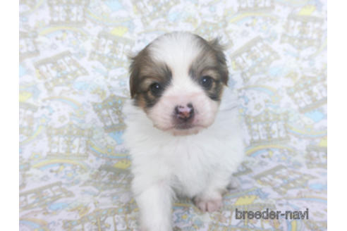 成約済の千葉県のパピヨン-164354の13枚目