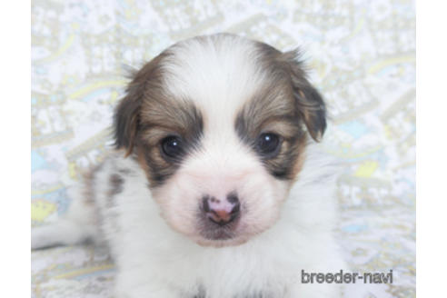 成約済の千葉県のパピヨン-164354の14枚目