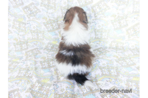 成約済の千葉県のパピヨン-164354の15枚目